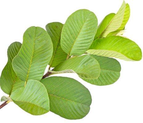 Guava Leaf Powder Dried Leaf